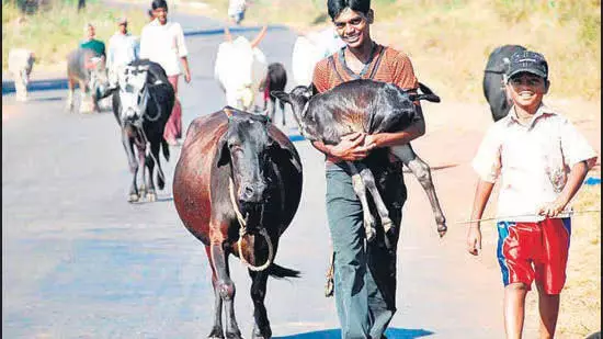 एक गांव हर 4 साल में पुनर्जीवित करने के लिए खाली कर दिया जाता है  Konkan