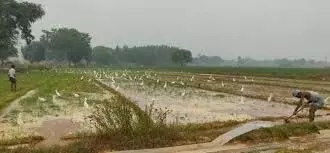 घने कोहरे से फसलों को नुकसान पहुंचने की आशंका, किसान चिंतित