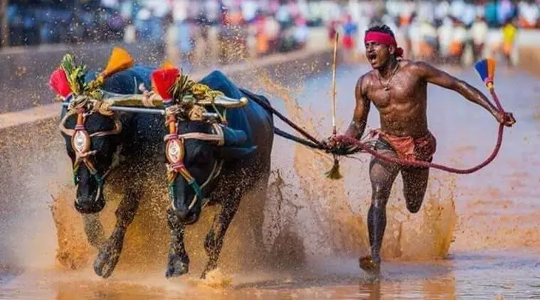 Kambala को मान्यता दिलाने के लिए भारतीय कम्बाला महासंघ का गठन किया गया