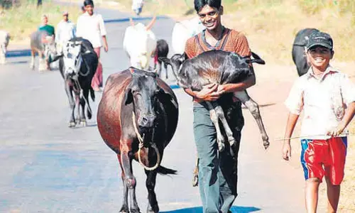 एक गांव हर 4 साल में पुनर्जीवित करने के लिए खाली कर दिया जाता है Konkan एक गांव हर 4 साल में पुनर्जीवित करने के लिए खाली कर दिया जाता है Konkan