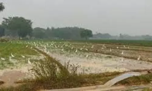 घने कोहरे से फसलों को नुकसान पहुंचने की आशंका, किसान चिंतित