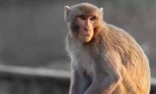 Assam : शांतिपुर के लोगों में दहशत, बंदरों ने फसलें नष्ट की