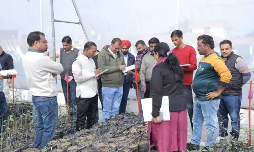 Haryana : नर्सरी नींबू फसल छत्र प्रबंधन पर भारत-इज़रायल प्रशिक्षण सिरसा में शुरू