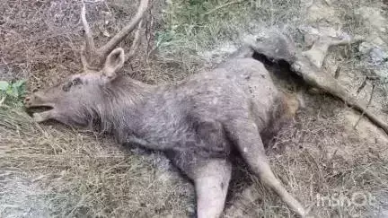 Agra: चंबल के बीहड़ में मिला सांभर का शव Agra: चंबल के बीहड़ में मिला सांभर का शव