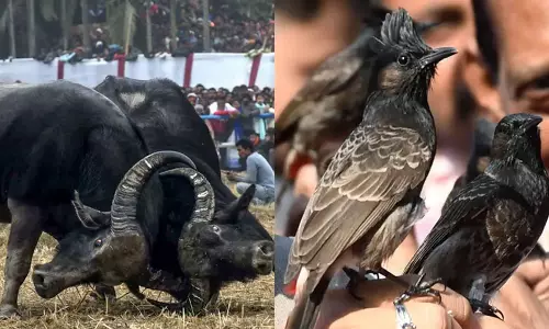 PETA की याचिका, असम हाईकोर्ट ने भैंसों और बुलबुल की लड़ाई पर प्रतिबंध लगाया PETA की याचिका, असम हाईकोर्ट ने भैंसों और बुलबुल की लड़ाई पर प्रतिबंध लगाया