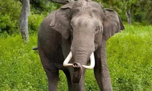 Assam : सोनितपुर में हाथी की रहस्यमय मौत से लापरवाही और गड़बड़ी के आरोप