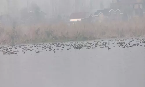 Srinagar में होकरसर वेटलैंड प्रवासी पक्षियों के लिए बना अभयारण्य, स्थानीय पर्यटन को मिला बढ़ावा