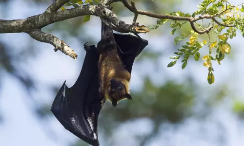 Bat के मल से दुर्लभ बीमारी, दो लोगों की मौत