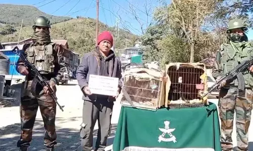 Mizoram वन विभाग ने विदेशी डी ब्राज़ा बंदरों को वन्यजीव तस्करों से बचाया