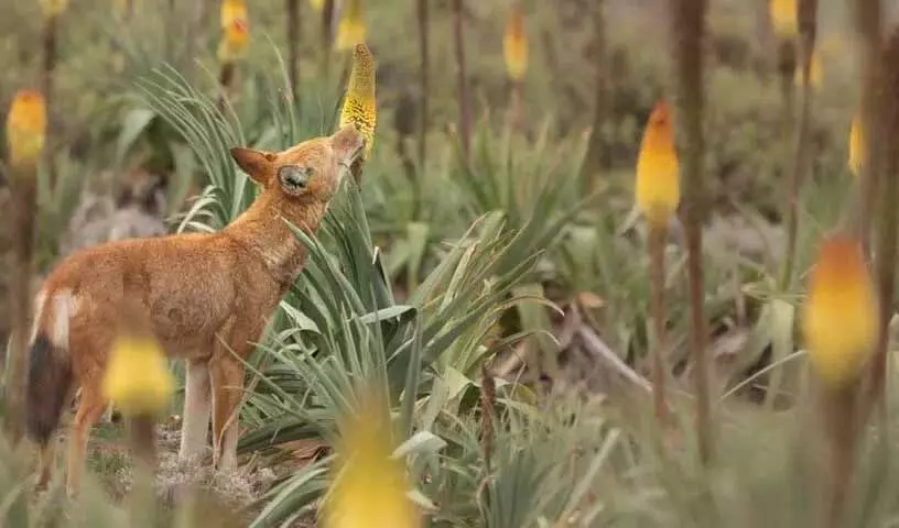 Ethiopian भेड़ियों को पसंद है अमृत