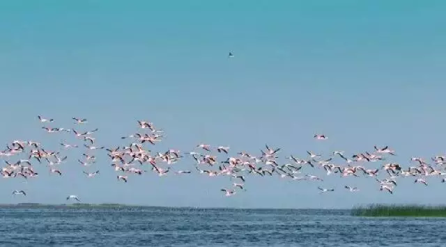 Chilika में वार्षिक पक्षी गणना 18 जनवरी को, फ्लेमिंगो पर जीपीएस ट्रैकर लगाए जाएंगे