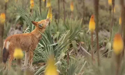 Ethiopian भेड़ियों को पसंद है अमृत Ethiopian भेड़ियों को पसंद है अमृत