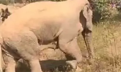 झुंड से अलग हुआ हाथी, वन विभाग ने ग्रामीणों को किया अलर्ट