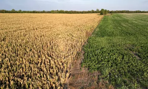 Punjab के कपास उत्पादकों ने उत्पादन में गिरावट के बीच कीमतों में गिरावट पर जताई चिंता