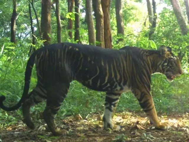 उत्तराखंड में बाघों की मौत में रिकॉर्ड कमी, इस साल 8 की मौत