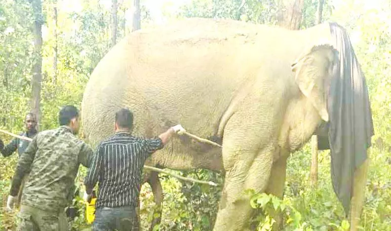 घायल हाथी का इलाज करने रायपुर से कोरबा पहुंची डॉक्टरों की टीम