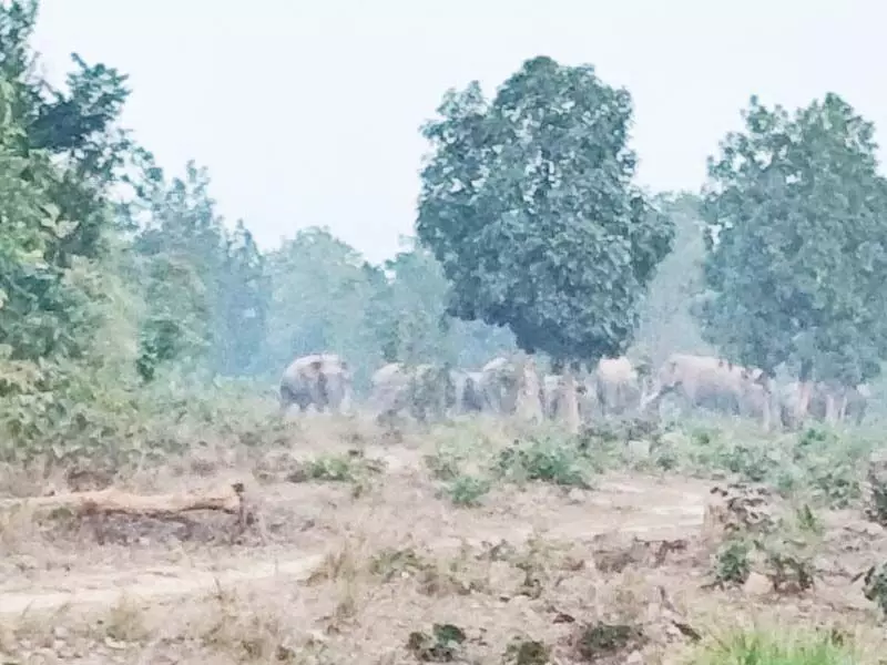 6 गाँवों में हाथियों की दहशत, रतजगा रहने ग्रामीण मजबूर