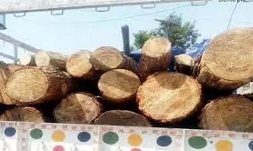 Una:   शहतूत की लकड़ी से लोड पिकअप जीप ट्राला को पकड़ने में सफलता