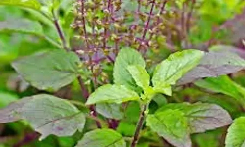 Tulsi leaf: तुलसी के पत्ते की एक बूंद बच्चे को बीमारियों से रख सकती है दूर