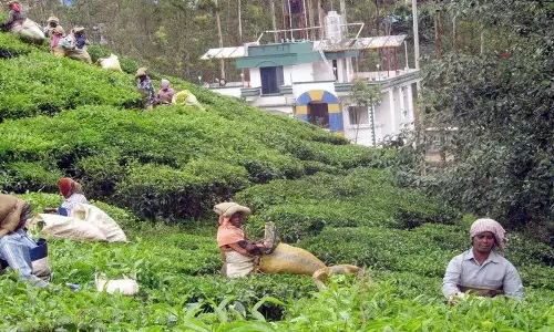Tamil Nadu: तमिलनाडु सरकार को चाय बागान मालिकों को तय एमएसपी देना चाहिए Tamil Nadu: तमिलनाडु सरकार को चाय बागान मालिकों को तय एमएसपी देना चाहिए