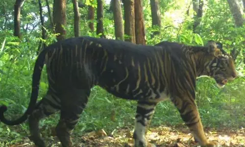 उत्तराखंड में बाघों की मौत में रिकॉर्ड कमी, इस साल 8 की मौत