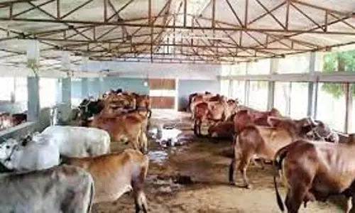 Ganganagar: मौसम में पशुपालकों को आवश्यक सावधानियां रखने का सुझाव