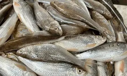 Assam : मोरीगांव में मछली की कमी, स्थानीय आपूर्ति निर्यात की जाती है