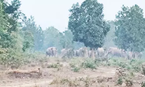6 गाँवों में हाथियों की दहशत, रतजगा रहने ग्रामीण मजबूर