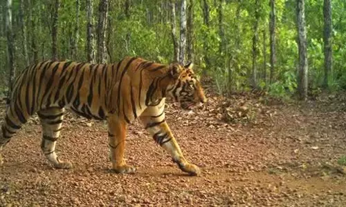 Odisha : सिमिलिपाल टाइगर रिजर्व में सशस्त्र पुलिस बल तैनात होगा