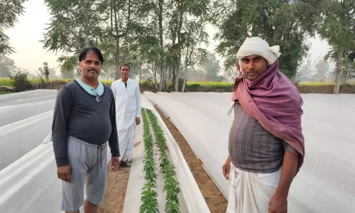 Dausa: पाला पड़ने से फसलों में नुकसान की सम्भावना, किसान अपनाये सुरक्षा के उपाय