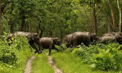 Kerala वन संशोधन विधेयक: जनता दे सकती है टिप्पणी-ए.के. सशिन्द्रन