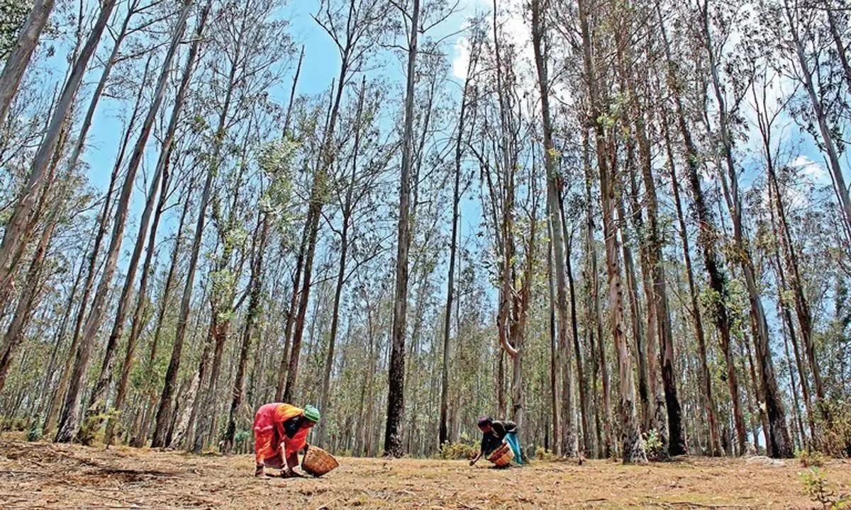 Karnataka: कर्नाटक वन विभाग सरकार से यूकेलिप्टस के पेड़ उखाड़ेगा