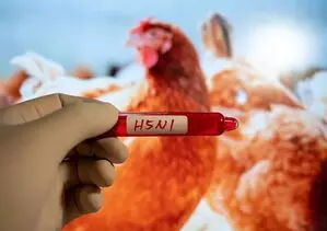 H5N1 बर्ड फ्लू वायरस से मानव संक्रमण का जोखिम वर्तमान में कम है: WHO