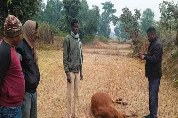 Latehar: गोखलाबागी में हाथियों ने दो मवेशियों की ली जान