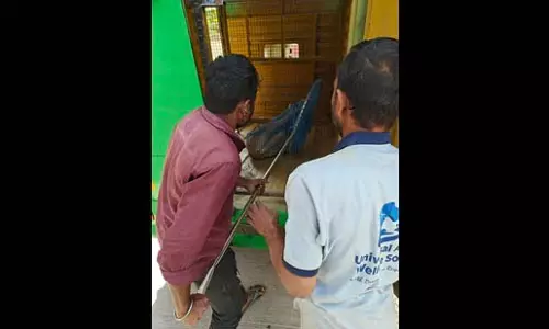 Ambegaon में आवारा कुत्तों ने 5 साल के बच्चे पर किया हमला Ambegaon में आवारा कुत्तों ने 5 साल के बच्चे पर किया हमला