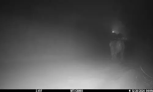 Camera में कैद: लखनऊ के रहमानखेड़ा में ठहरा बाघ Camera में कैद: लखनऊ के रहमानखेड़ा में ठहरा बाघ