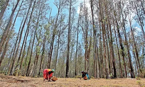 Karnataka: कर्नाटक वन विभाग सरकार से यूकेलिप्टस के पेड़ उखाड़ेगा Karnataka: कर्नाटक वन विभाग सरकार से यूकेलिप्टस के पेड़ उखाड़ेगा