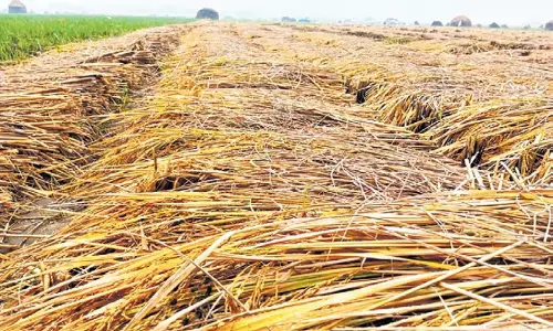 Odisha: ओडिशा में बारिश से धान की फसल और किसानों पर संकट के बादल छाए Odisha: ओडिशा में बारिश से धान की फसल और किसानों पर संकट के बादल छाए