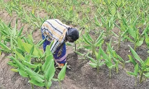 Telangana: तेलंगाना के विकाराबाद में किसान भूमि अधिग्रहण का विरोध कर रहे Telangana: तेलंगाना के विकाराबाद में किसान भूमि अधिग्रहण का विरोध कर रहे