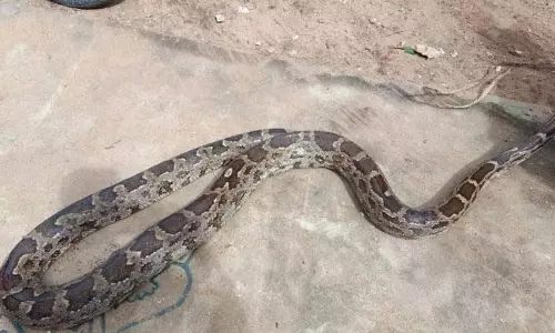 Odisha के एक गांव से 18.5 फीट लंबा भारतीय अजगर बचाया गया