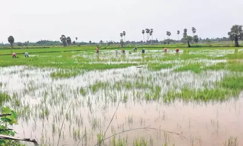 Andhra: लगातार बारिश से श्रीकाकुलम में 200 हेक्टेयर धान के खेत जलमग्न हो गए Andhra: लगातार बारिश से श्रीकाकुलम में 200 हेक्टेयर धान के खेत जलमग्न हो गए