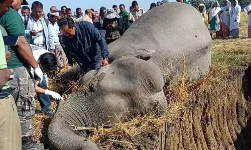 Assam : डिब्रूगढ़ में जंगली हाथी की मौत के बाद बिजली विभाग पर लापरवाही का आरोप