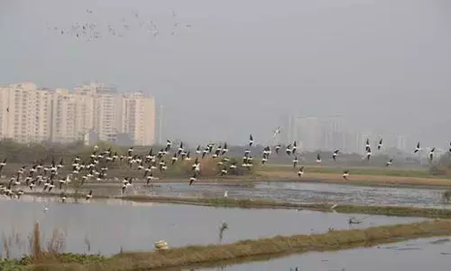 सिंचाई विभाग ने एनजीटी से कहा, सभी प्रमुख नालों की निगरानी करेगा: Delhi