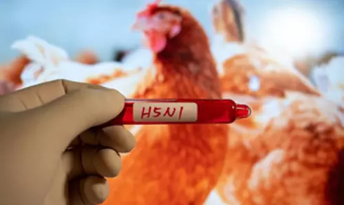 H5N1 बर्ड फ्लू वायरस से मानव संक्रमण का जोखिम वर्तमान में कम है: WHO