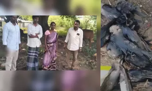 चेन्नई के पास काका बिरयानी: कौवे को जहर देने वाले दम्पति से चौंकाने वाली खबर