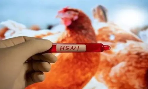 H5N1 बर्ड फ्लू वायरस से मानव संक्रमण का खतरा फिलहाल कम- डब्ल्यूएचओ
