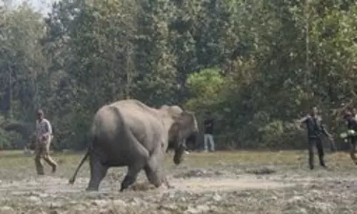 Tamil वन विभाग जंगली हाथियों पर नज़र रखने के लिए थर्मल ड्रोन पेश करेगा