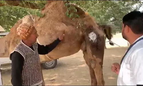 Churu: मोबाइल पशु चिकित्सालय ने घर पहुंचकर किया इलाज Churu: मोबाइल पशु चिकित्सालय ने घर पहुंचकर किया इलाज