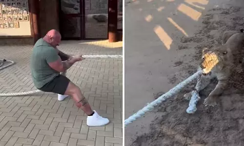 Man vs Lion: देखें शेर और शख्स के बीच रस्साकशी का VIDEO... Man vs Lion: देखें शेर और शख्स के बीच रस्साकशी का VIDEO...