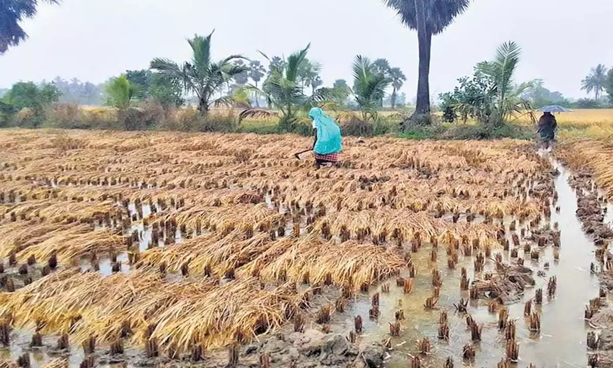 Odisha: गंजम में 50 प्रतिशत फसल बर्बाद होने की आशंका